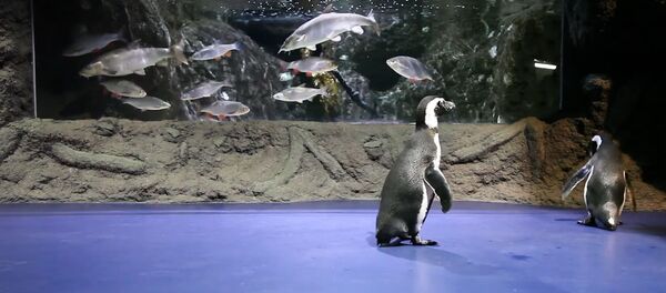 Морской музей Литвы выпустил прогуляться пингвинов Морской музей Литвы выпустил прогуляться пингвинов - Sputnik Lietuva