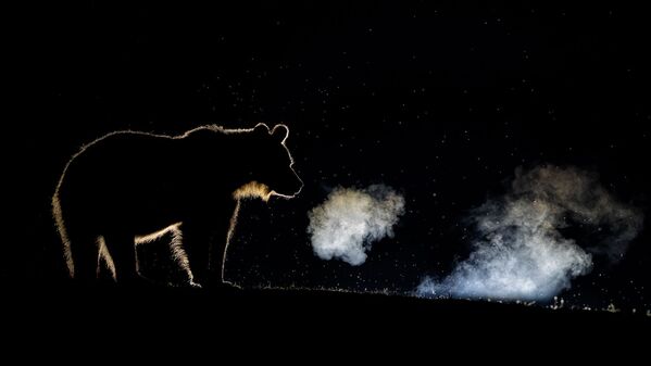 Снимок Breathing фотографа Bence Máté, высоко оцененный в категории Wildlife конкурса Nature TTL Photographer of the Year 2020 - Sputnik Lietuva