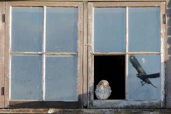 Снимок Startled Owl фотографа Paul Holman, занявший второе место в категории Wildlife конкурса Nature TTL Photographer of the Year 2020 - Sputnik Lietuva