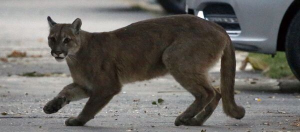 Пума на улице города Сантьягу в Чили  - Sputnik Литва