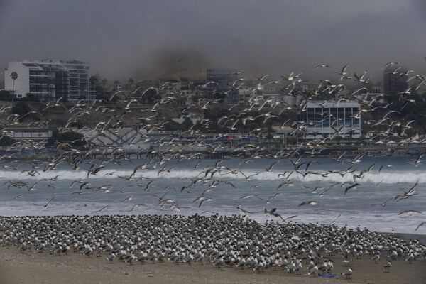 Сотни птиц на пляже Agua Dulce  в Лиме, Перу  - Sputnik Lietuva