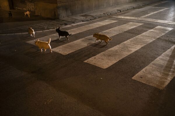 Стая собак на улице Барселоны  - Sputnik Литва
