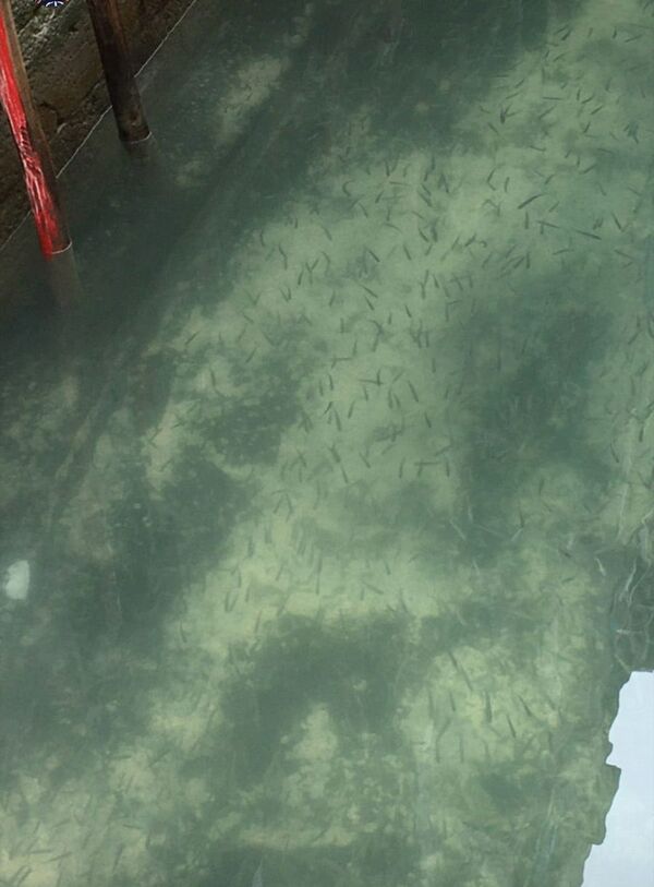 Косяк рыб в чистых водах Венеции  - Sputnik Lietuva