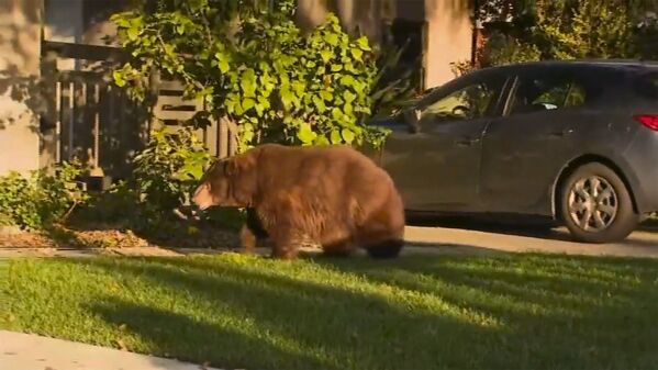 Медведь у жилого дома в Калифорнии  - Sputnik Литва