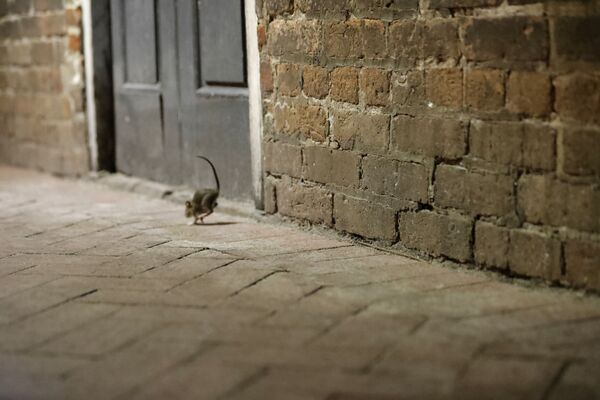 Крыса на пустынной улице в Новом Орлеане  - Sputnik Литва