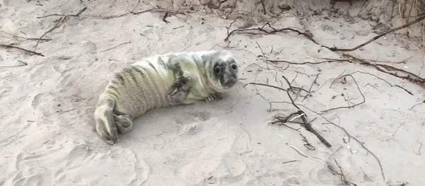 Klaipėdoje išgelbėtas ruoniukas - Sputnik Lietuva