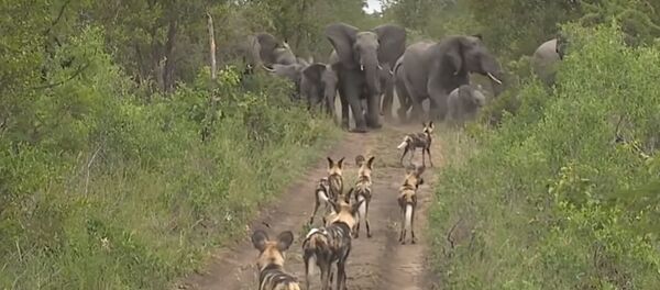 Drambliai apgynė mažylius nuo hieninių šunų gaujos — video Drambliai apgynė mažylius nuo hieninių šunų gaujos — video - Sputnik Lietuva