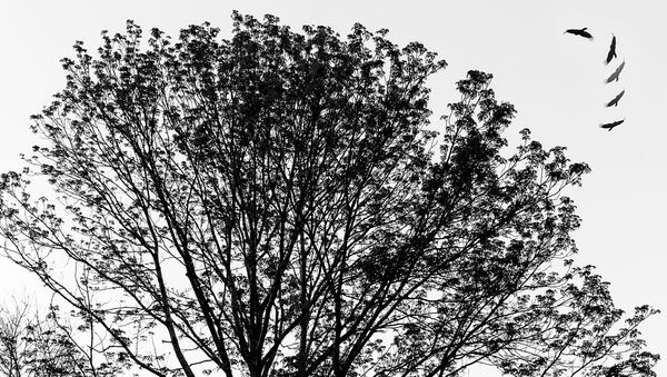 Medis ir paukščiai, archyvinė nuotrauka - Sputnik Lietuva