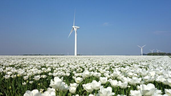 Ветряки в поле тюльпанов, архивное фото - Sputnik Литва
