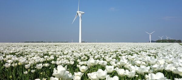 Ветряки в поле тюльпанов, архивное фото - Sputnik Литва
