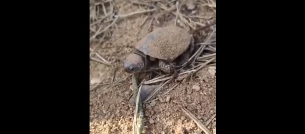 Balinio vėžlio jauniklis keliauja ieškoti kūdros Balinio vėžlio jauniklis keliauja ieškoti kūdros - Sputnik Lietuva