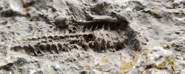 Lietuvos pajūryje rastas akmuo su suakmenėjusiu moliusku Lietuvos pajūryje rastas akmuo su suakmenėjusiu moliusku - Sputnik Lietuva