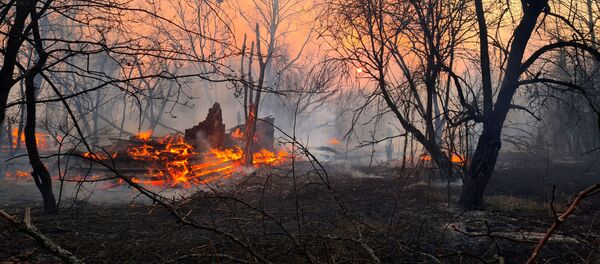 Лесной пожар в Чернобыльской зоне Лесной пожар в Чернобыльской зоне - Sputnik Литва