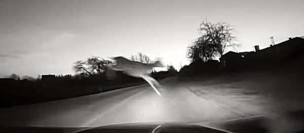 Полицейский автомобиль едва не столкнулся с оленем - Sputnik Литва