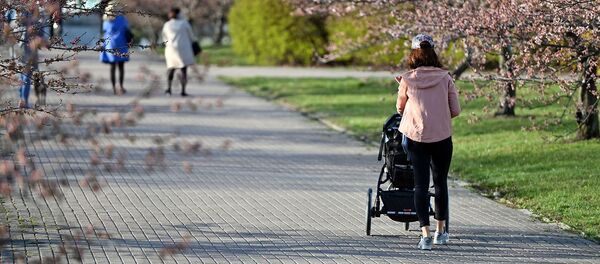 Цветение сакуры в Вильнюсе Цветение сакуры в Вильнюсе - Sputnik Литва