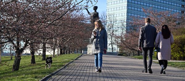 Цветение сакуры в Вильнюсе - Sputnik Литва