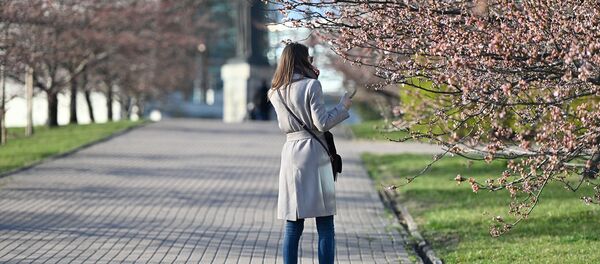 Цветение сакуры в Вильнюсе - Sputnik Литва