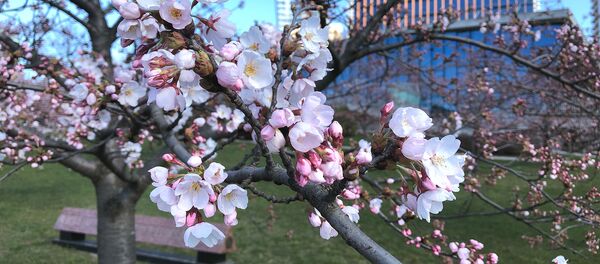 Цветение сакуры в Вильнюсе - Sputnik Литва