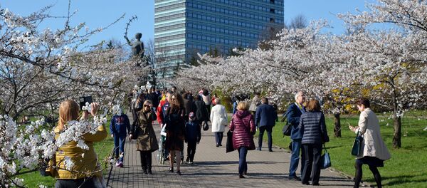 Цветение сакуры в Вильнюсе Цветение сакуры в Вильнюсе - Sputnik Литва