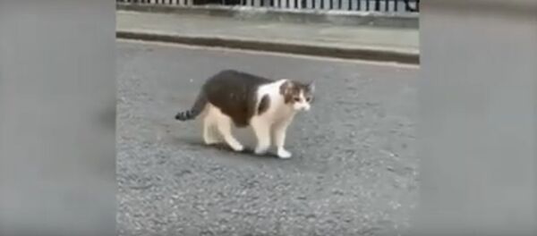 Карантин? Нет, не слышал. Появилось видео прогулки кота британского премьера Карантин? Нет, не слышал. Появилось видео прогулки кота британского премьера - Sputnik Lietuva