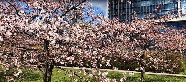 Karantino pasaka: Vilniuje pražydo sakuros Karantino pasaka: Vilniuje pražydo sakuros - Sputnik Lietuva