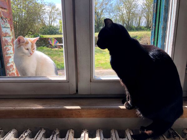 Домашняя кошка смотрит в окно на уличную кошку - Sputnik Lietuva