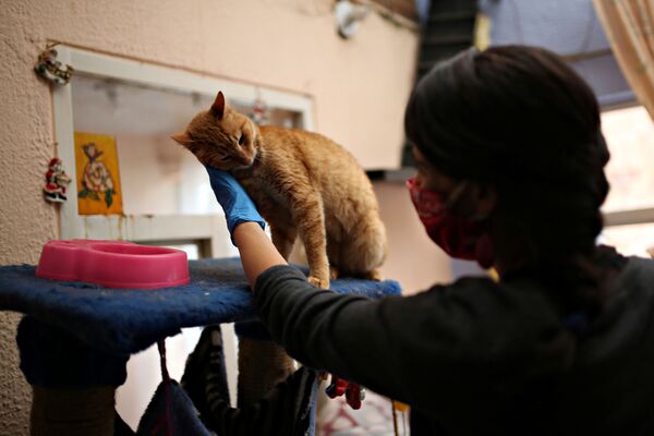 Защитница животных в маске гладит кошку в приюте в Боготе, Колумбия - Sputnik Lietuva