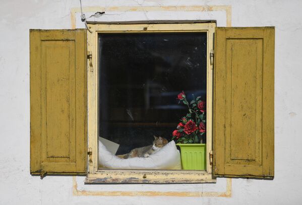 Кошка в окне дома в Обераммергау, Германия - Sputnik Lietuva
