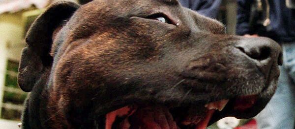 Питбуль Питбуль - Sputnik Lietuva