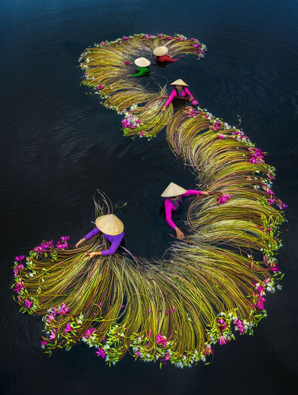 Снимок Water lily Harvesting Season вьетнамского фотографа Trung Pham Huy, победивший в категории Open Travel фотоконкурса 2020 Sony World Photography Awards - Sputnik Lietuva