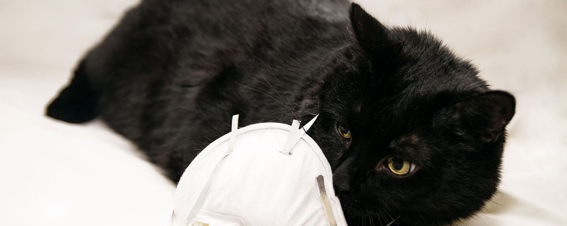 Черная кошка с респиратором - Sputnik Lietuva, 1920, 27.02.2021