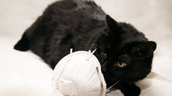 Черная кошка с респиратором - Sputnik Литва