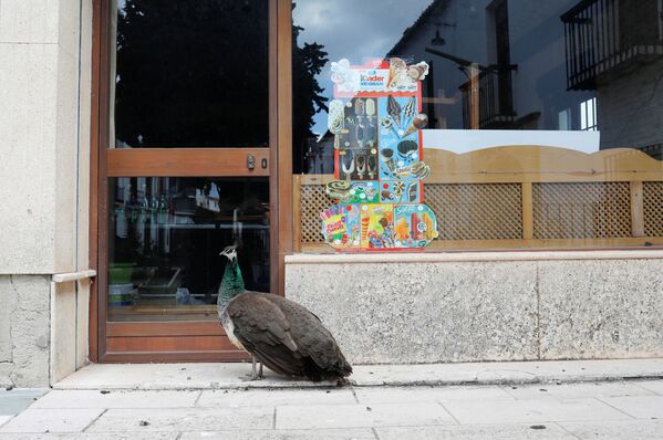 Павлин у двери закрытого на карантин бара в Ронде, Испания - Sputnik Литва