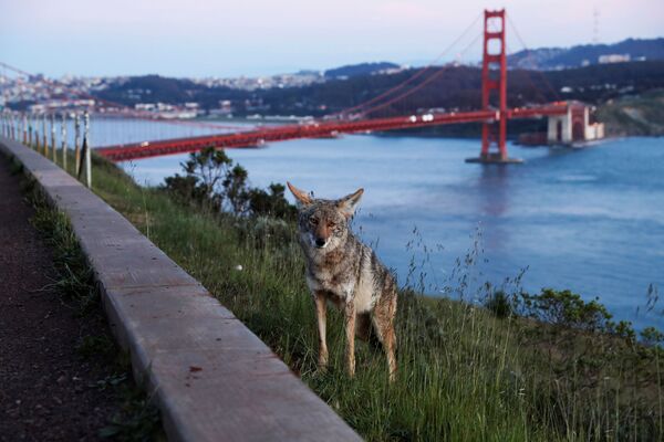 Койот на берегу реки в Сан-Франциско - Sputnik Lietuva