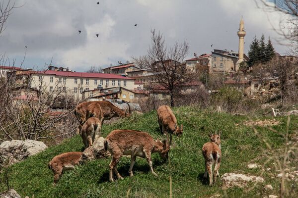 Горные козлы в центра города Cemi Gezek в Турции - Sputnik Литва