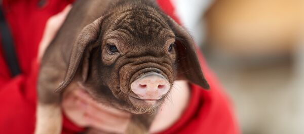 Фермерское хозяйство в Ленинградской области - Sputnik Литва