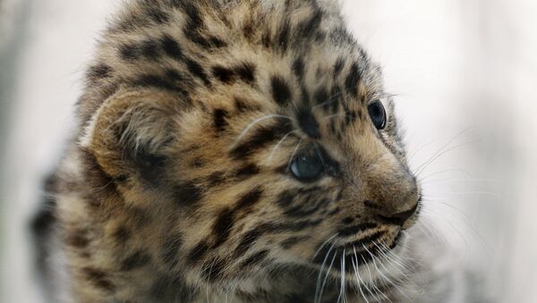 Котенок леопарда из  нацпарка Земля леопарда - Sputnik Литва