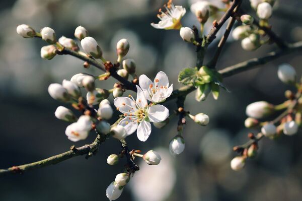 Gegužės 12 dienos horoskopas visiems zodiako ženklams Gegužės 12 dienos horoskopas visiems zodiako ženklams - Sputnik Lietuva