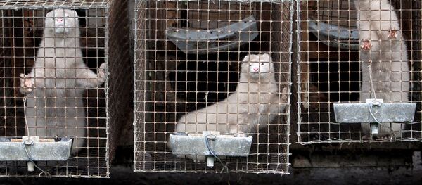 Норки на звероферме, архивное фото Норки на звероферме, архивное фото - Sputnik Lietuva