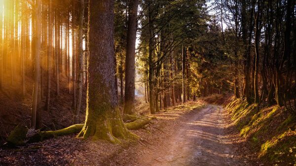 Предзакатное солнце в лесу, архивное фото - Sputnik Литва