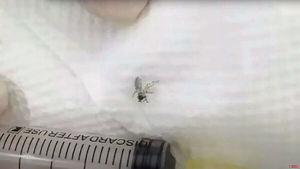 Доктор из Китая удалил паутину из уха пациента - Sputnik Lietuva
