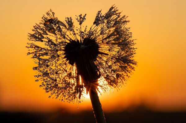 Gegužės 2 dienos horoskopas visiems zodiako ženklams - Sputnik Lietuva