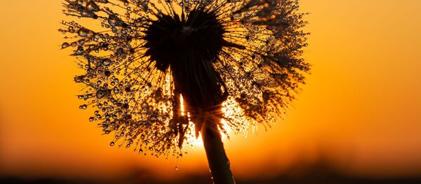 Одуванчик на закате, архивное фото Одуванчик на закате, архивное фото - Sputnik Литва
