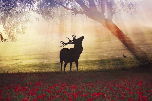 Balandžio 29 dienos horoskopas visiems zodiako ženklams Balandžio 29 dienos horoskopas visiems zodiako ženklams - Sputnik Lietuva