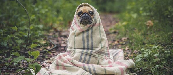Мопс, закутанный в плед, архивное фото - Sputnik Литва