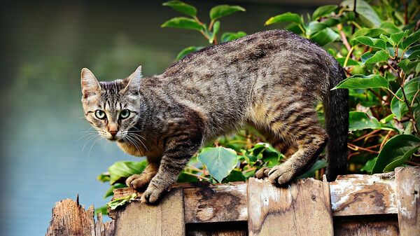 Кошка на заборе, архивное фото - Sputnik Lietuva