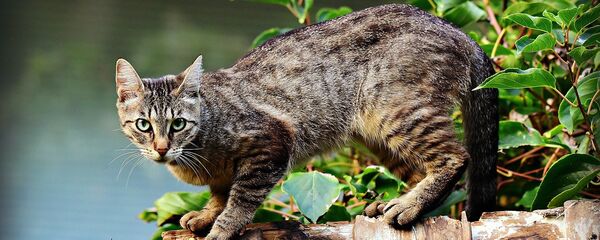 Кошка на заборе, архивное фото Кошка на заборе, архивное фото - Sputnik Lietuva