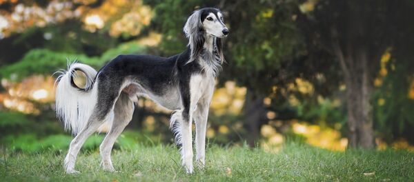 Борзая на природе, архивное фото Борзая на природе, архивное фото - Sputnik Lietuva