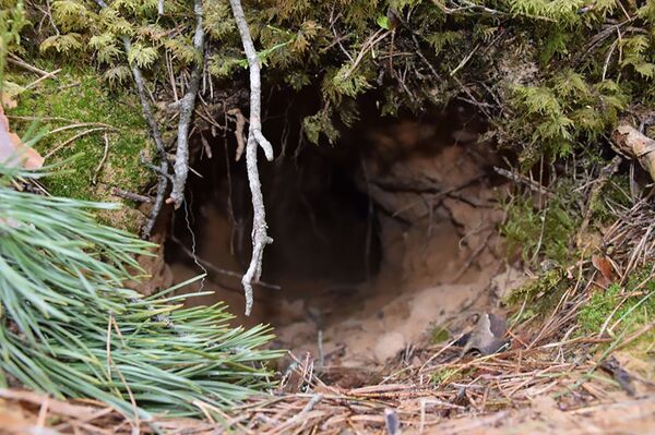 Lietuvos nacionaliniame parke vietoje juodųjų archeologų aptikta Lapė Snapė Lietuvos nacionaliniame parke vietoje juodųjų archeologų aptikta Lapė Snapė - Sputnik Lietuva