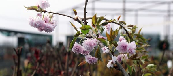 Цветущие саженцы вишни в питомнике растений, архивное фото Цветущие саженцы вишни в питомнике растений, архивное фото - Sputnik Lietuva